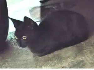 Gato raça SRD-ViraLata idade 2 a 6 meses nome Não tem 