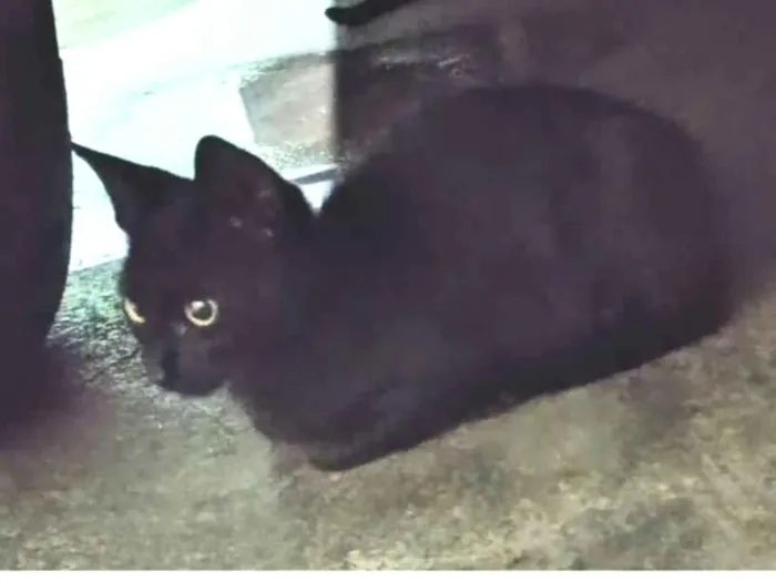 Gato raça SRD-ViraLata idade 2 a 6 meses nome Não tem 