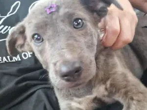 Cachorro raça SRD-ViraLata idade 2 a 6 meses nome Jade