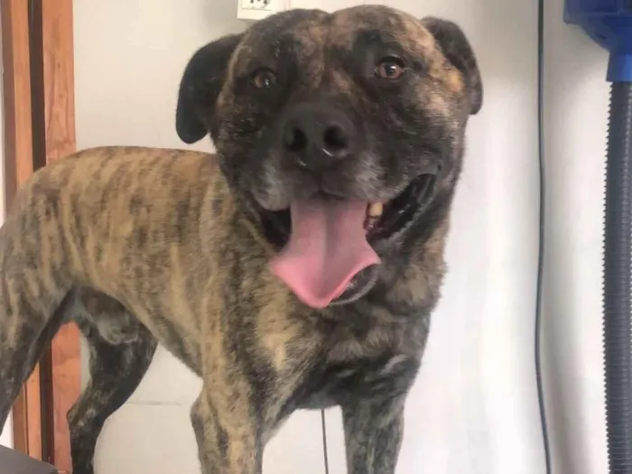 Cachorro raça Pit-Bull idade 6 ou mais anos nome Derick 