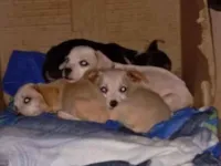 Cachorro raça SRD-ViraLata idade 2 a 6 meses nome Rosangela aparecida machado pereira