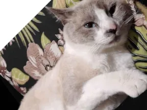 Gato raça SRD-ViraLata idade 2 anos nome Bradock