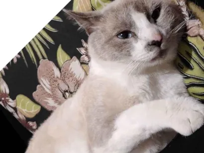 Gato raça SRD-ViraLata idade 2 anos nome Bradock