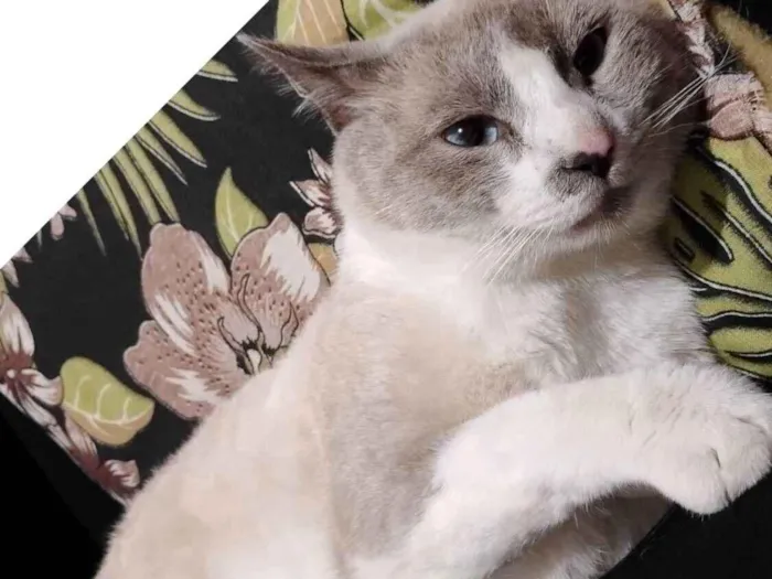 Gato raça SRD-ViraLata idade 2 anos nome Bradock