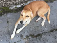 Cachorro raça SRD-ViraLata idade 4 anos nome Jenifer Koche 