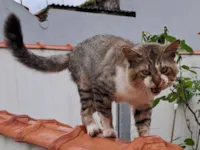 Gato raça SRD-ViraLata idade 1 ano nome cida pardini
