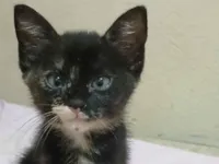 Gato raça SRD-ViraLata idade Abaixo de 2 meses nome Fluf
