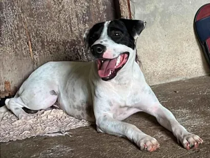 Cachorro raça SRD-ViraLata idade 1 ano nome Chico