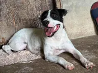 Cachorro raça SRD-ViraLata idade 1 ano nome Chico