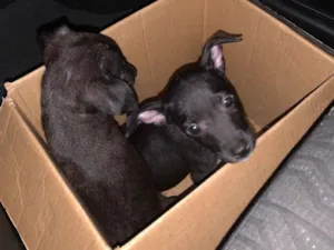 Cachorro raça SRD-ViraLata idade 2 a 6 meses nome SRD