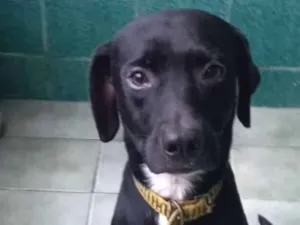 Cachorro raça SRD-ViraLata idade 2 a 6 meses nome Jamal