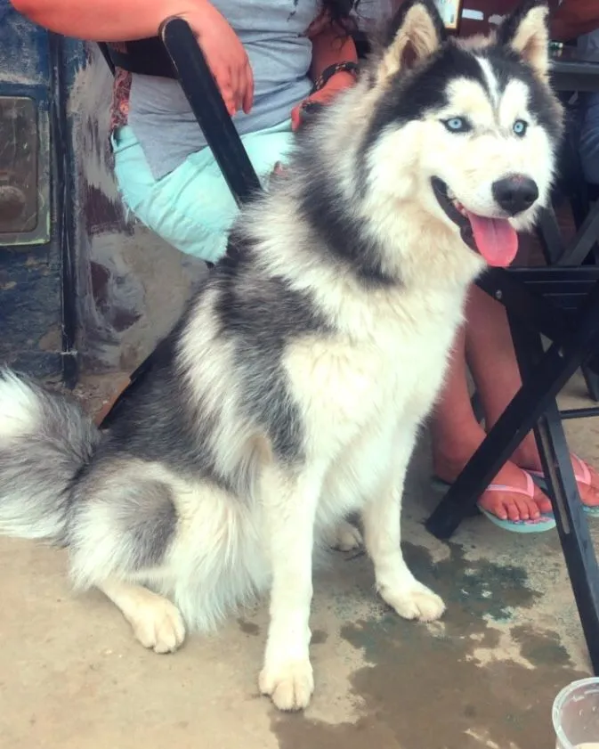 Cachorro raça Husky Siberiano idade 2 anos nome Dracon 