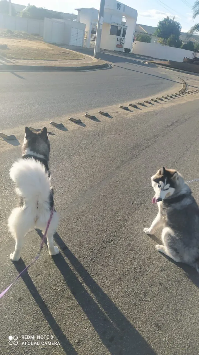 Cachorro raça Husky Siberiano idade 2 anos nome Dracon 