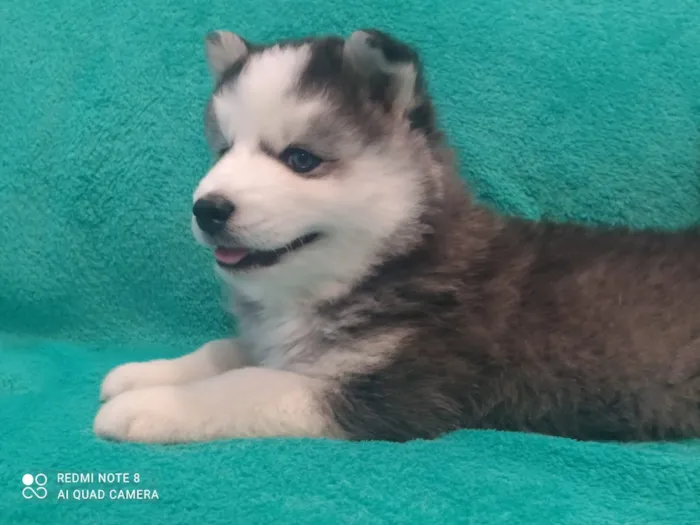 Cachorro raça Husky Siberiano idade 2 anos nome Dracon 