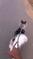 Cachorro raça Husky Siberiano idade 2 anos nome Dracon 