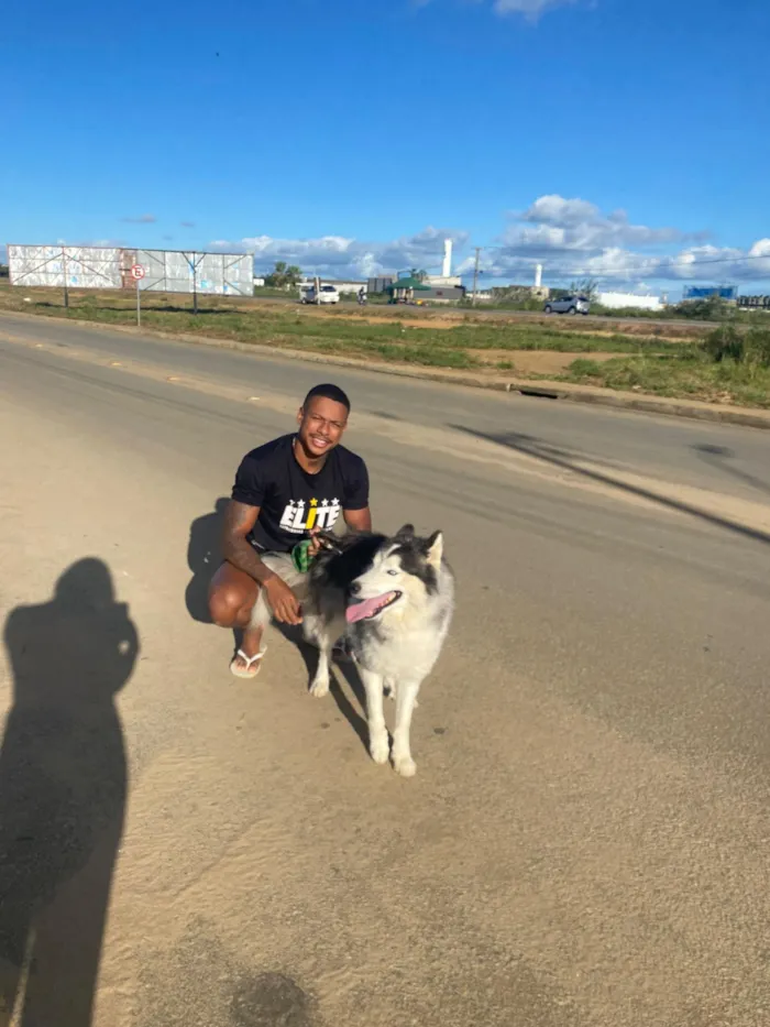 Cachorro raça Husky Siberiano idade 2 anos nome Dracon 