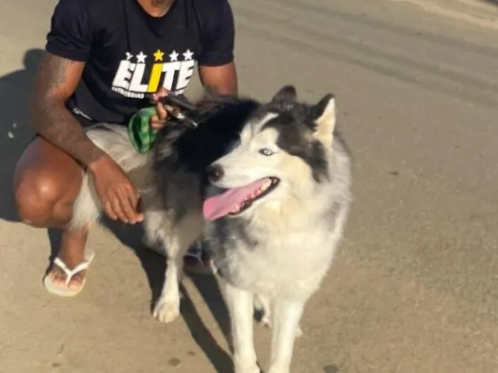 Cachorro raça Husky Siberiano idade 2 anos nome Dracon 