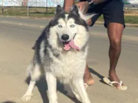 Cachorro raça Husky Siberiano idade 2 anos nome Dracon 