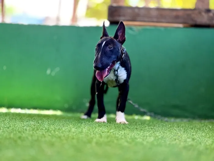 Cachorro raça Bulldog idade 2 anos nome Pacha 