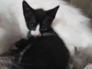 A mãe e chama belinha