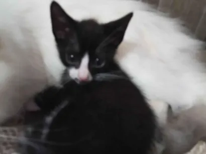 Gato raça SRD-ViraLata idade 2 a 6 meses nome A mãe e chama belinha