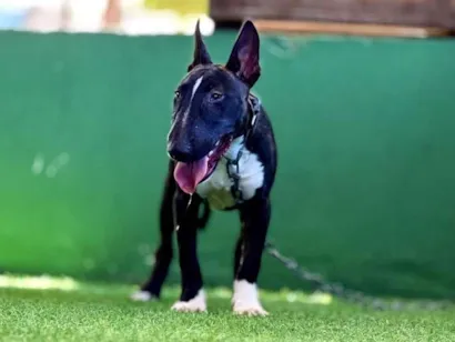 Cachorro raça Bulldog idade 2 anos nome Pacha 