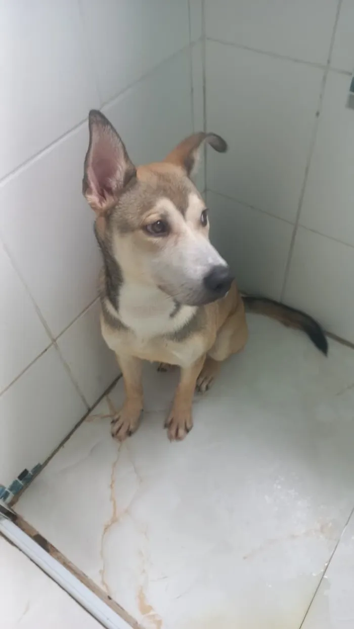 Cachorro raça Raça mista idade 7 a 11 meses nome Átila 