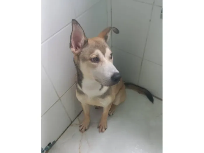 Cachorro raça Raça mista idade 7 a 11 meses nome Átila 