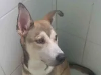 Cachorro raça Raça mista idade 7 a 11 meses nome Átila 