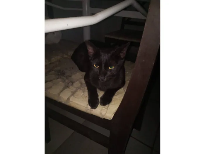 Gato raça SRD-ViraLata idade 2 anos nome Gato