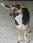 Cachorro raça SRD-ViraLata idade 3 anos nome Jorge 