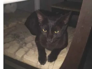 Gato raça SRD-ViraLata idade 2 anos nome Gato