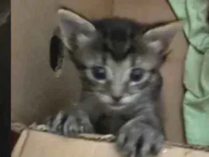 Gato raça SRD-ViraLata idade Abaixo de 2 meses nome Mabel