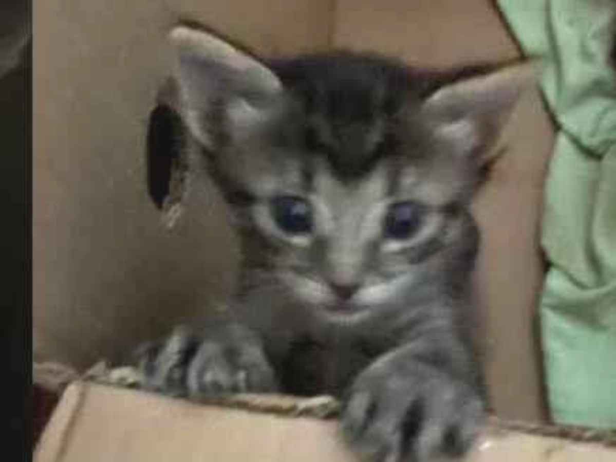 Gato raça SRD-ViraLata idade Abaixo de 2 meses nome Mabel