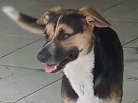 Cachorro raça SRD-ViraLata idade 3 anos nome Jorge 