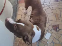 Cachorro raça Pit-Bull idade 2 anos nome Mel