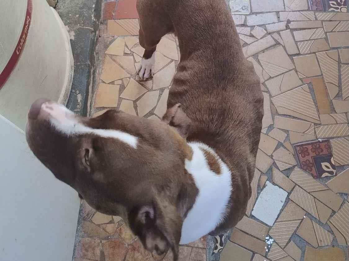 Cachorro raça Pit-Bull idade 2 anos nome Mel