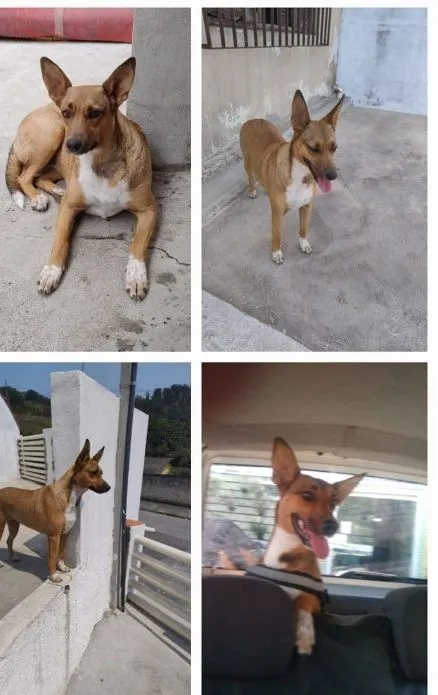 Cachorro raça SRD-ViraLata idade 1 ano nome Sila