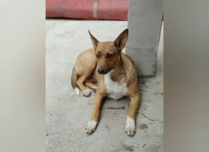 Cachorro raça SRD-ViraLata idade 1 ano nome Sila