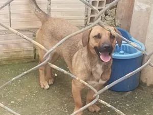 Cachorro raça Chow Chow idade 2 a 6 meses nome 5 cachorros.