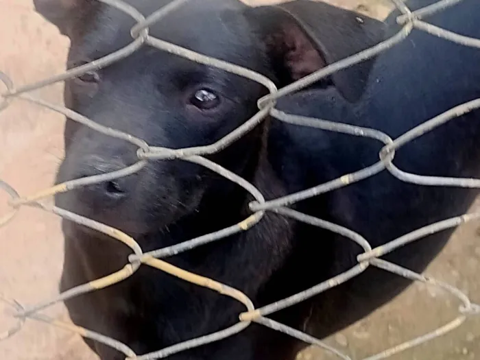 Cachorro raça Chow Chow idade 2 a 6 meses nome 5 cachorros.