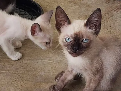 Gato raça Siamês idade 2 a 6 meses nome Diana