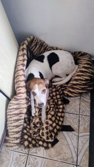 Cachorro raça SRD-ViraLata idade 6 ou mais anos nome Poly