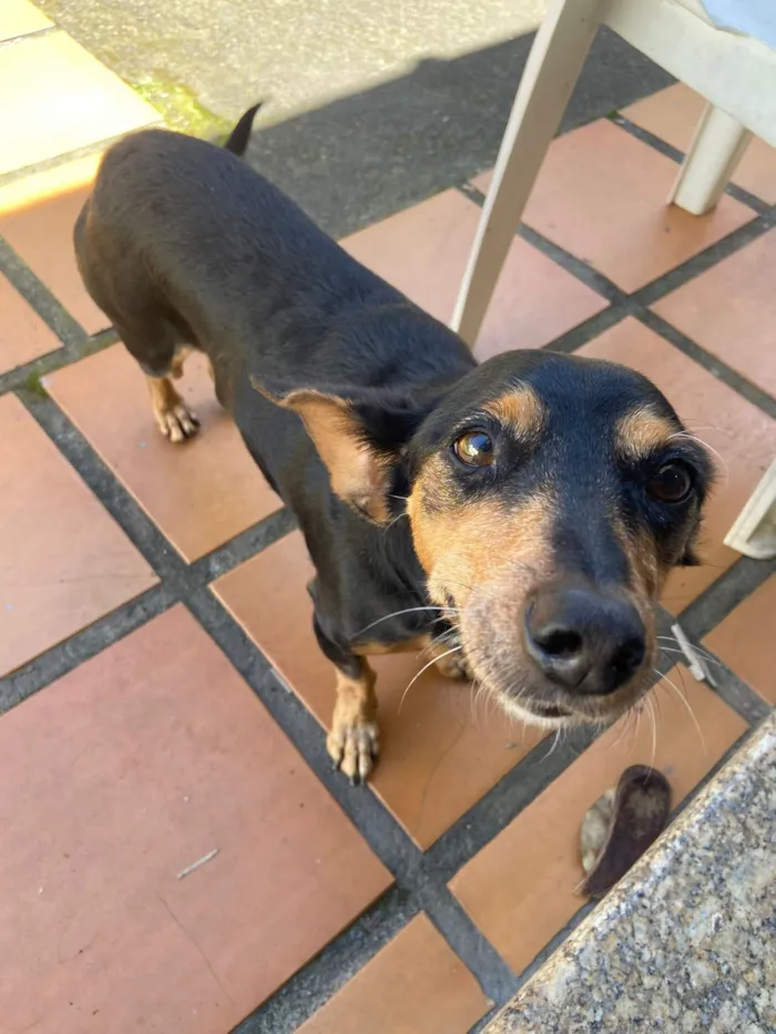 Cachorro raça SRD-ViraLata idade 6 ou mais anos nome Val