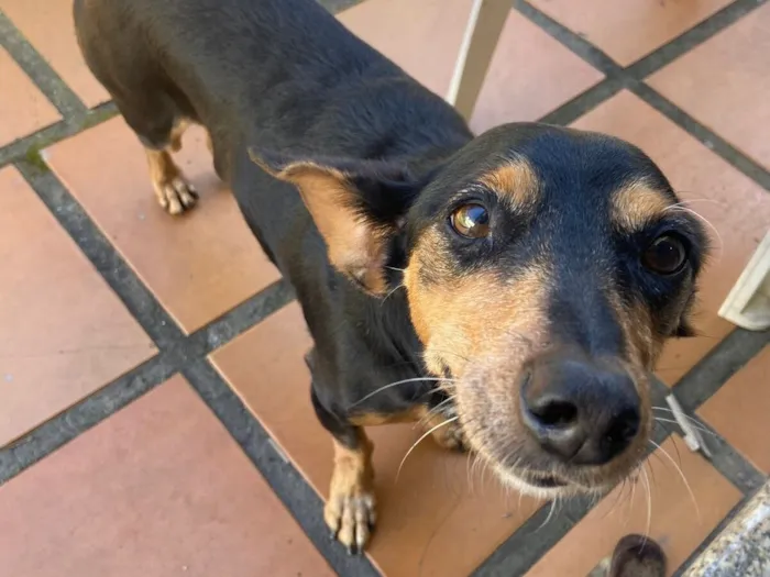 Cachorro raça SRD-ViraLata idade 6 ou mais anos nome Val