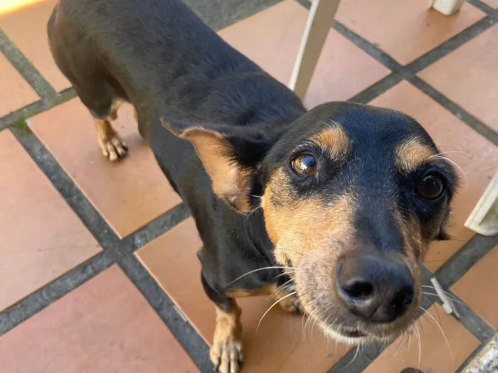 Cachorro raça SRD-ViraLata idade 6 ou mais anos nome Val