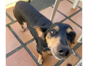 Cachorro raça SRD-ViraLata idade 6 ou mais anos nome Val