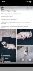 Cachorro raça SRD-ViraLata idade 1 ano nome Pitoco 
