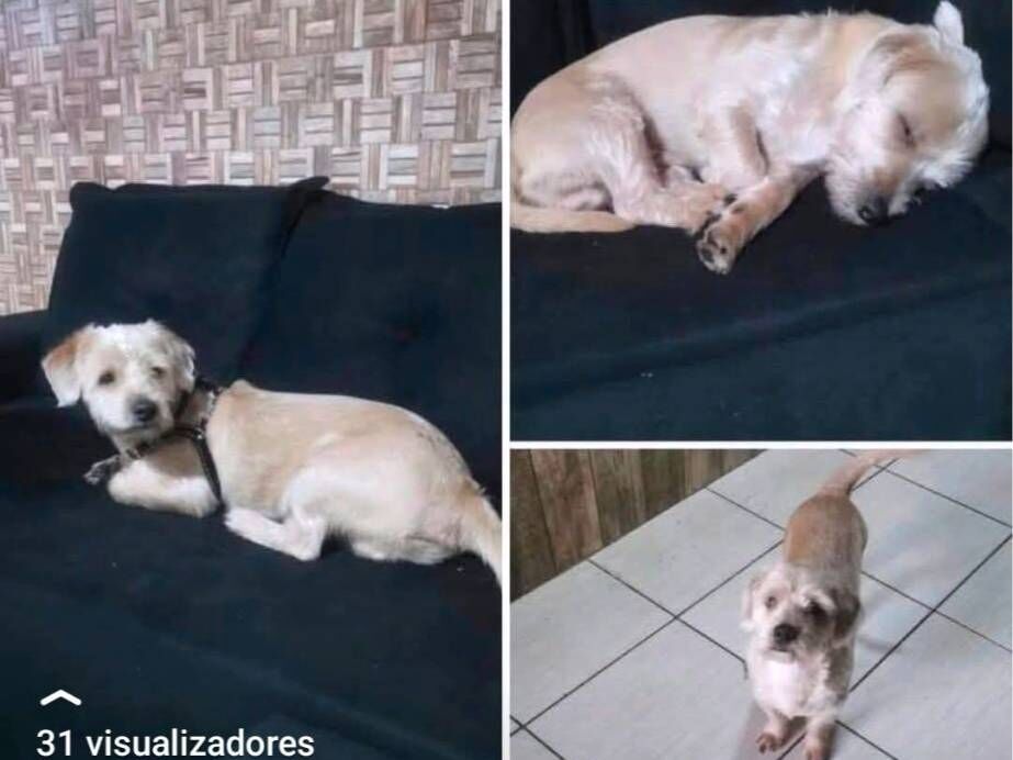 Cachorro raça SRD-ViraLata idade 1 ano nome Pitoco 