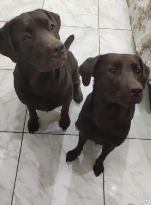 Cachorro raça Labrador idade 6 ou mais anos nome Thor e Meg